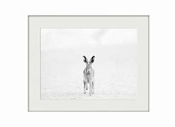 Image result for Hare Portrait