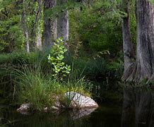 Image result for Hamilton Pool USA