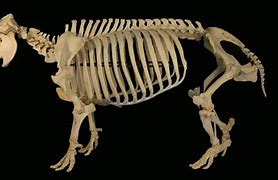 Image result for Hippo Bones