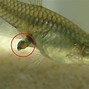 Image result for Newborn Baby Fish