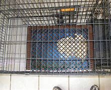 Image result for Indoor Dog Toilet