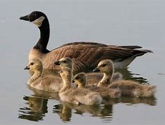 Image result for Canada Goose Female