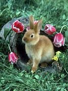 Image result for Rabbit Spring Fever