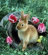 Image result for Spring Rabbit