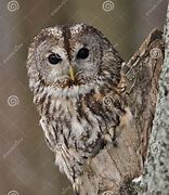 Image result for 278 Snow Owl Hollow