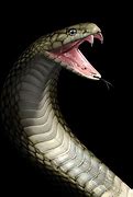 Image result for Cobra Snake Fangs