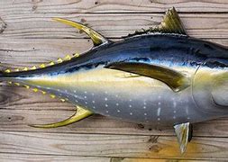 Image result for Tuna Fish Species