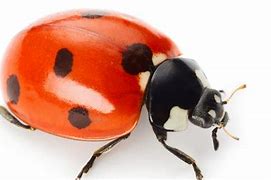 Image result for Bugs and Spiders