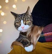 Image result for Trash Cat Breed