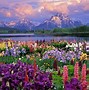 Image result for New Zealand Spring Flowers