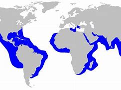 Image result for Tiger Shark Location