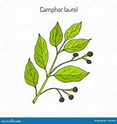 Image result for Camphor Tree Leaves Vector