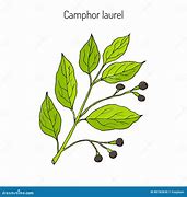 Image result for Camphor Tree Top View Drawing