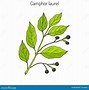 Image result for Camphor Tree Leaves Vector