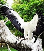 Image result for Albino Bald Eagle