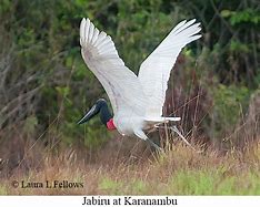 Image result for Habitat for Birds in Guyana