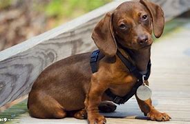 Image result for Weiner Dog Variations