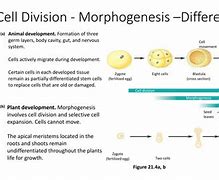 Image result for Embryonic Cell Division