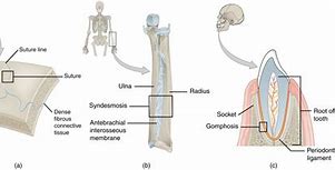 Image result for Fibrous Joints Easy Diagranm