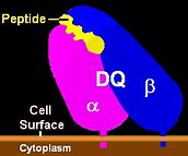 Image result for HLA-DQA1