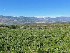 Image result for Sicilian Wine