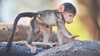 Image result for Baby Monkey G