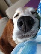 Image result for Discoid Lupus Dog Nose