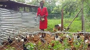 Image result for Poultry Chicken Farming in Kenya