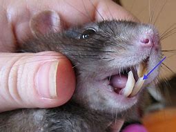 Image result for Rat with Teeth