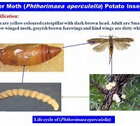 Image result for Life Cycle of Potato Tuber Moth