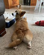 Image result for Chonky Corgi