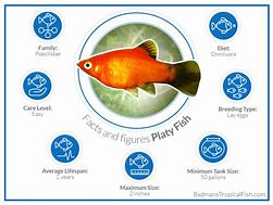 Image result for Platy Fish Life Cycle