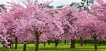 Image result for Cherry Blossom Characteristics