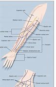 Image result for Veins On Forearm