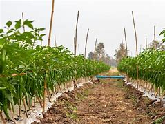 Image result for Chilli Plantation