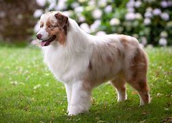 Image result for Aussie Shep