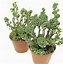 Image result for Adromischus Cactus