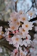 Image result for Cherry Blossom Tree Branches