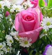 Image result for Pink Rare Flpwers