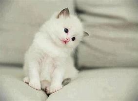 Image result for White Fluffy Cat with Pink Fairy Wings