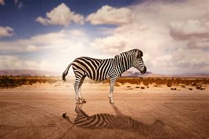 Image result for Zebra Shadow