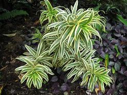 Image result for Dracaena Leaves