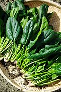 Image result for Spinach Bunch