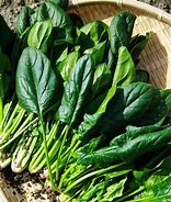 Image result for Spinach Bunch