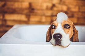 Image result for Dog Bath