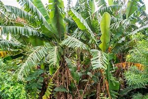 Image result for Banana Palm Tree Fruit