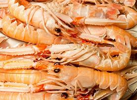 Image result for Shrimp Close Up