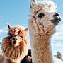 Image result for Alpaca Relative