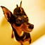 Image result for Miniature Pinscher