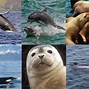 Image result for Largest Porpoise